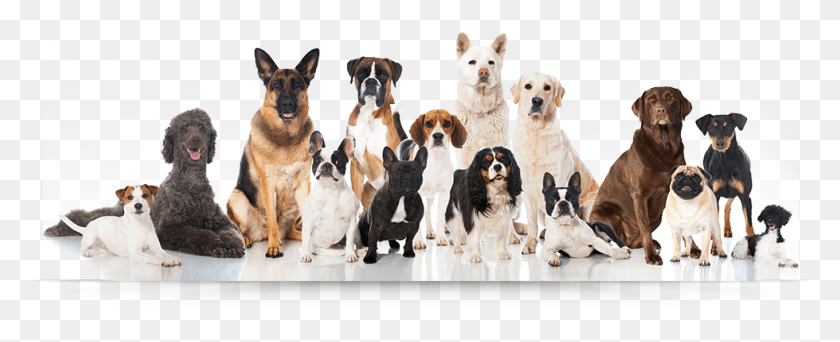979x355 Group Of Dogs Group Of Dog Breeds, Pet, Canine, Animal HD PNG Download