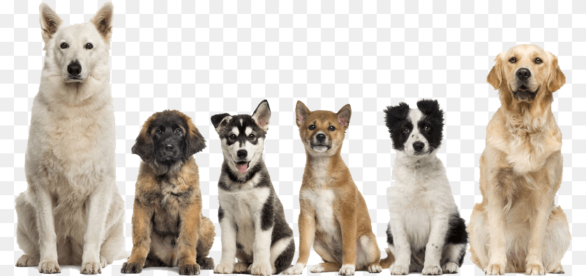 803x396 Group Of Dogs Sitting, Animal, Canine, Dog, Mammal Transparent PNG