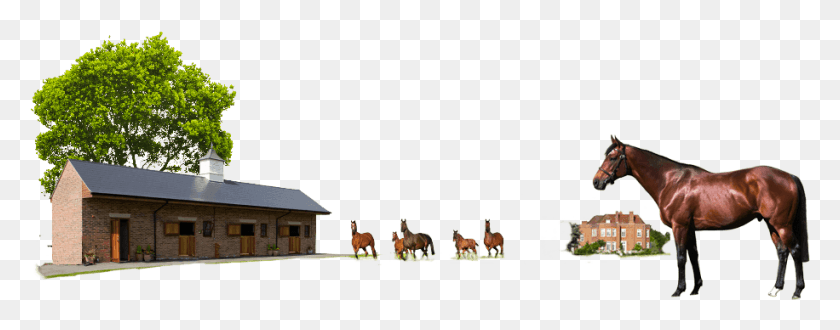 916x318 Group Of Horses In Front Of A Stable Sorrel, Horse, Mammal, Animal HD PNG Download