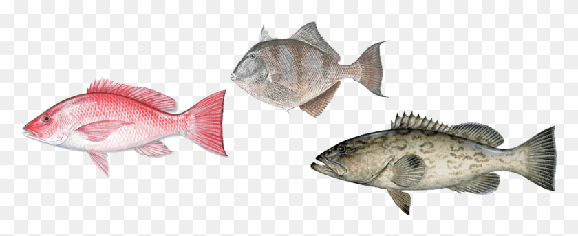 912x332 Groupoffish Group Of Fish, Animal, Sea Life, Mullet Fish HD PNG Download