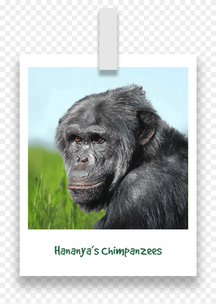 852x1226 Groups Mountain Gorilla, Ape, Wildlife, Mammal HD PNG Download