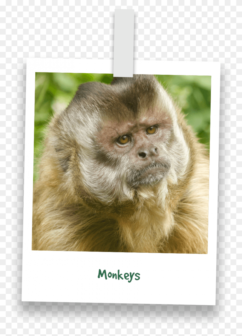 870x1234 Groups Tufted Capuchin, Monkey, Wildlife, Mammal HD PNG Download