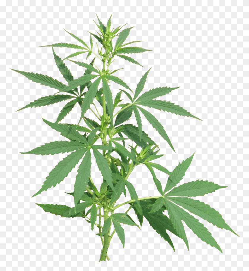 800x875 Grow Shop 24h Cannabis, Plant, Hemp, Weed HD PNG Download