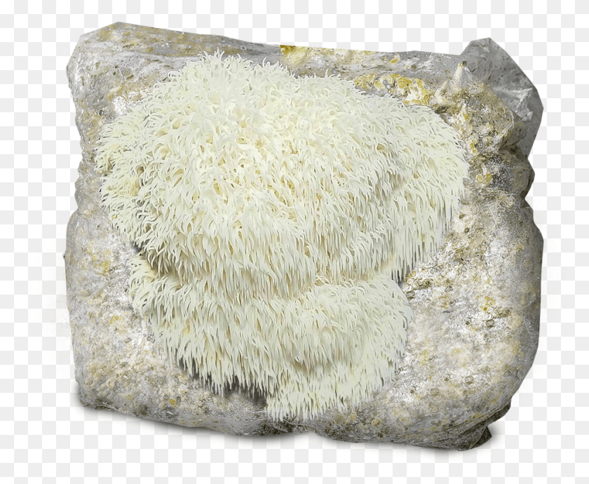 940x760 Grow Your Own Lion39s Mane Mushroom Kit Stony Coral, Mineral, Crystal, Rug HD PNG Download