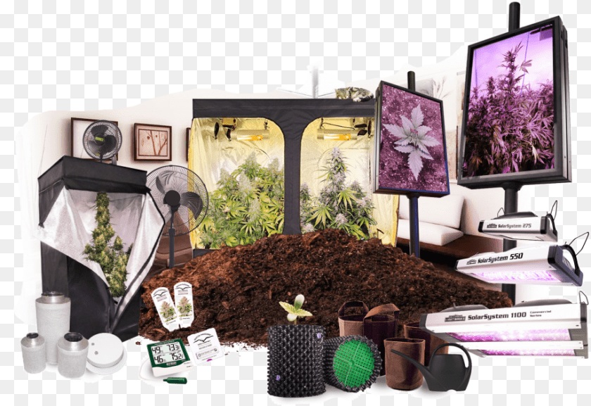 Growing Cannabis Indoors Orchid, Computer Hardware, Electronics, Screen, Hardware Sticker PNG