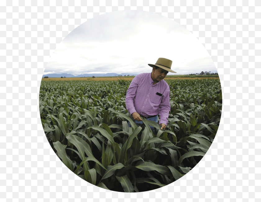 592x592 Growing More Sorghum With Less Water Field, Person, Human, Outdoors HD PNG Download