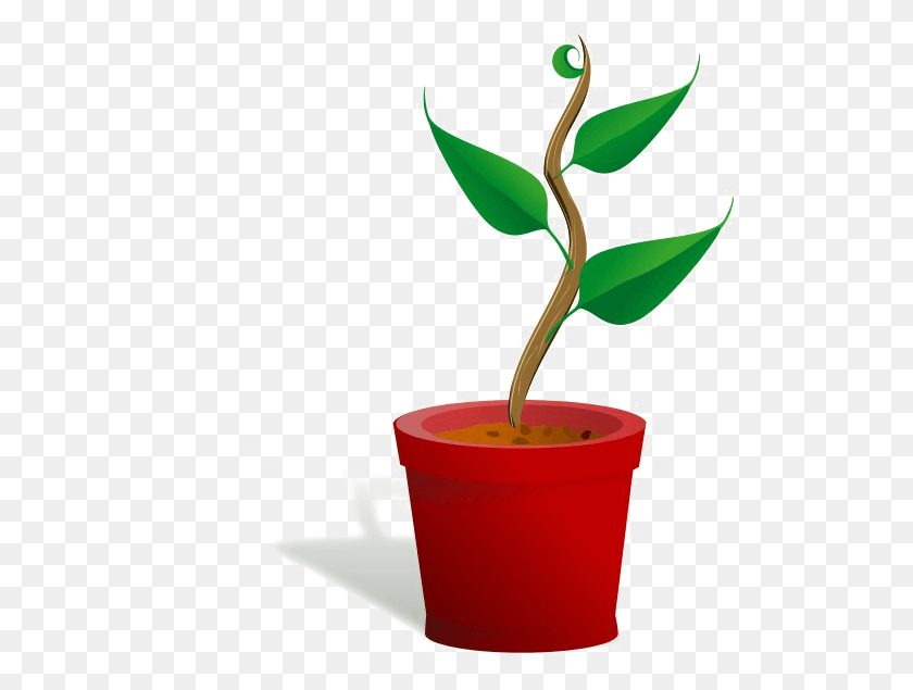 511x575 Growing Plant Free Getting To Know Plants, Leaf, Sprout, Tree HD PNG Download