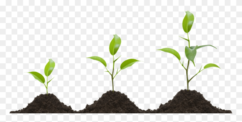 1553x725 Growing Plant Transparent Image Plant Growing, Soil, Sprout, Outdoors HD PNG Download