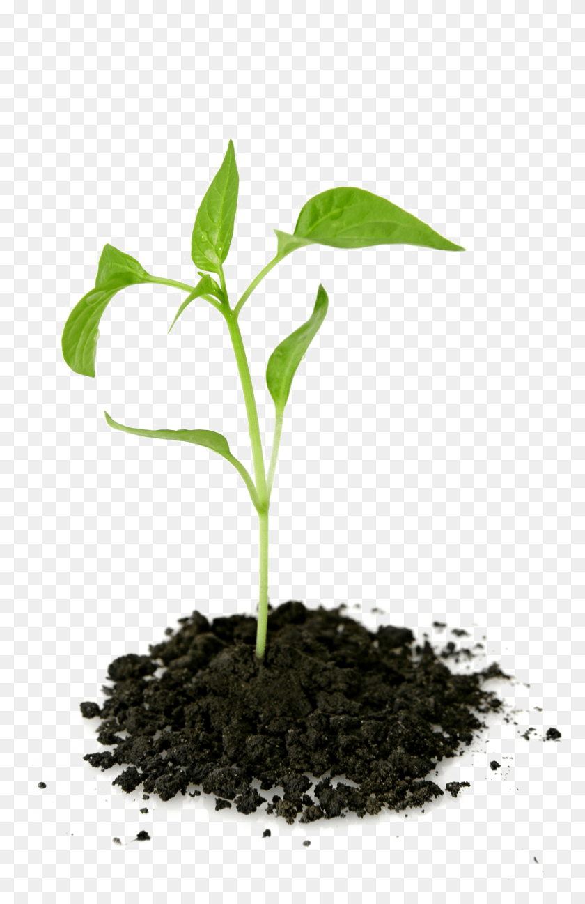 1029x1633 Растущее Растение Прозрачное Изображение Растение, Растущее Из Земли, Почва, Росток, Лист, Hd Png Скачать