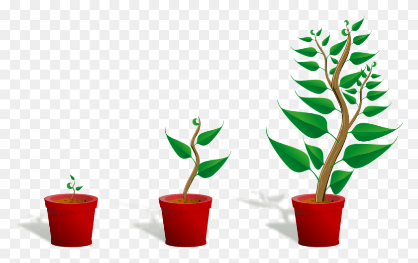 960x578 Growth Mindset People Growth Learning And Development Getting To Know Plants, Aloe, Plant, Leaf HD PNG Download
