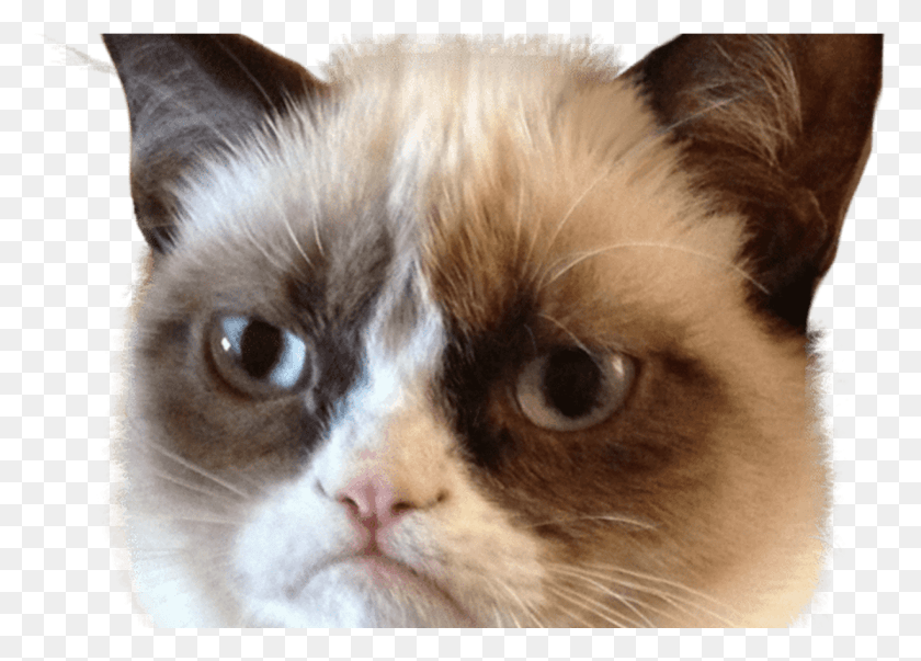 1228x856 Grumpy Cat Head Transparent Stickpng Gato Grumpy Cat, Cat, Pet, Mammal HD PNG Download