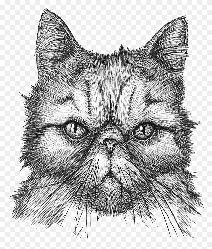 3803x4527 Grumpy Persian Cat T Shirt Available At Amazon By Imoya Domestic Short Haired Cat HD PNG Download