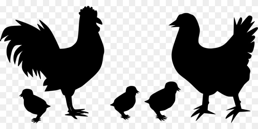 1024x512 Gt Animal Bird Hen Poultry, Gray Clipart PNG