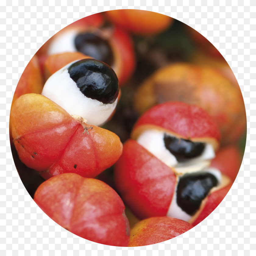 876x876 Guarana, Plant, Sweets, Food HD PNG Download