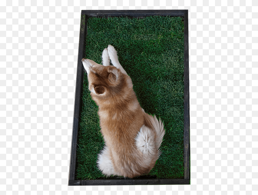 400x574 Guardian Doggybox Aerial View Cat Yawns, Pet, Mammal, Animal HD PNG Download
