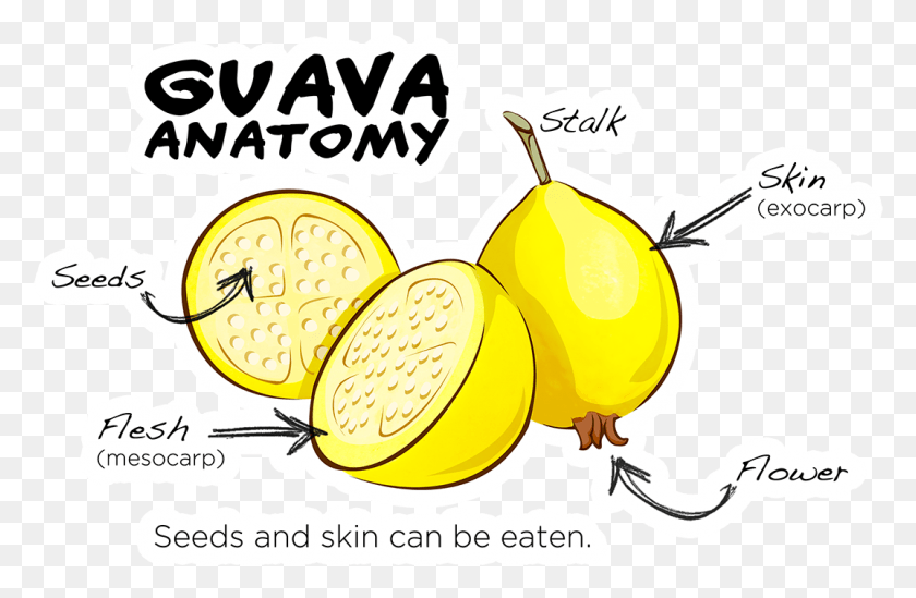 1073x674 Anatomía De La Guayaba, Planta, Fruta, Alimentos Hd Png