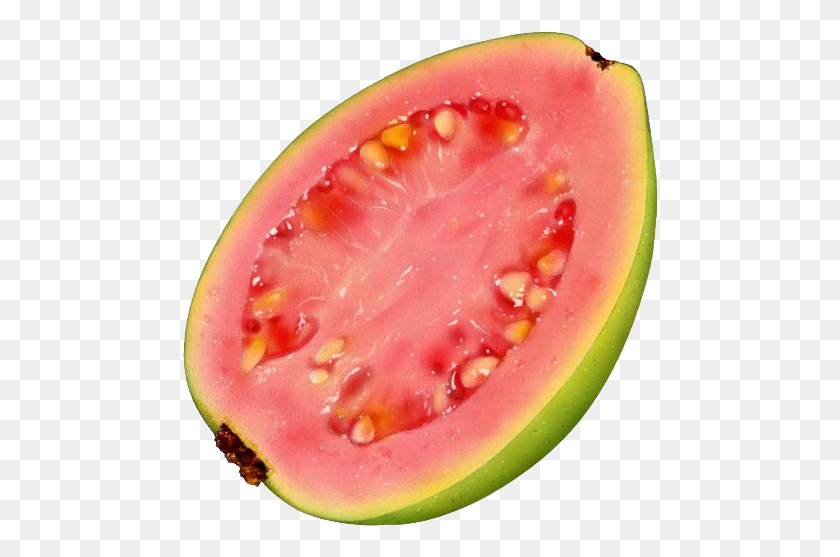 477x497 Guava Guava Fruit Illustrations, Plant, Food, Melon HD PNG Download