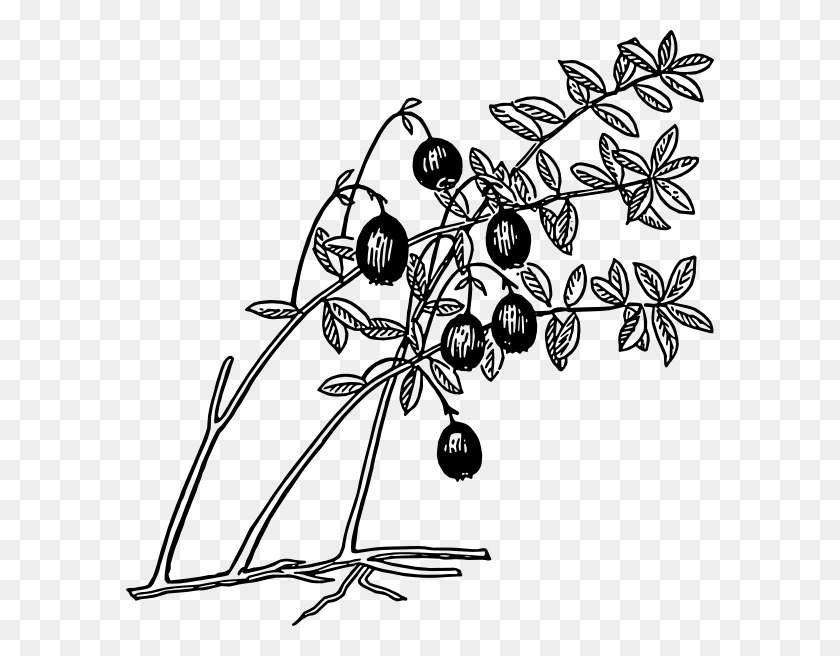 588x596 Дерево Гуава Черно-Белое, Растение, Черника, Фрукты Png Скачать