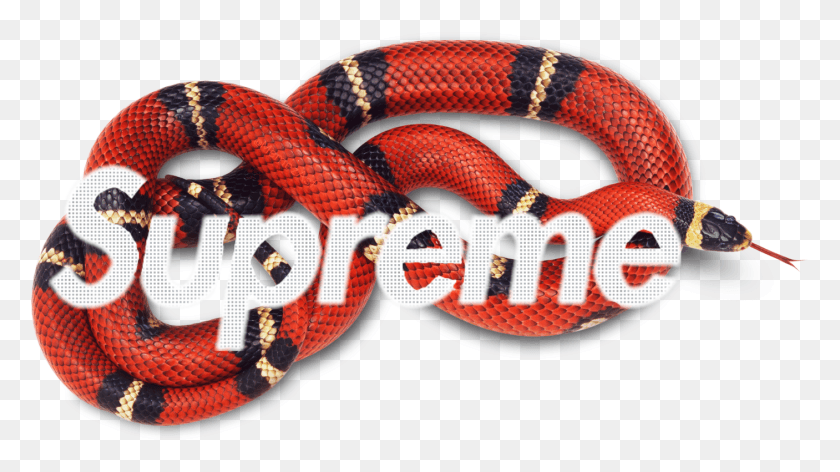 1406x743 Gucci Clipart Serpiente De Maíz Serpiente Roja Con Rayas Negras, Serpiente Rey, Reptil, Animal Hd Png