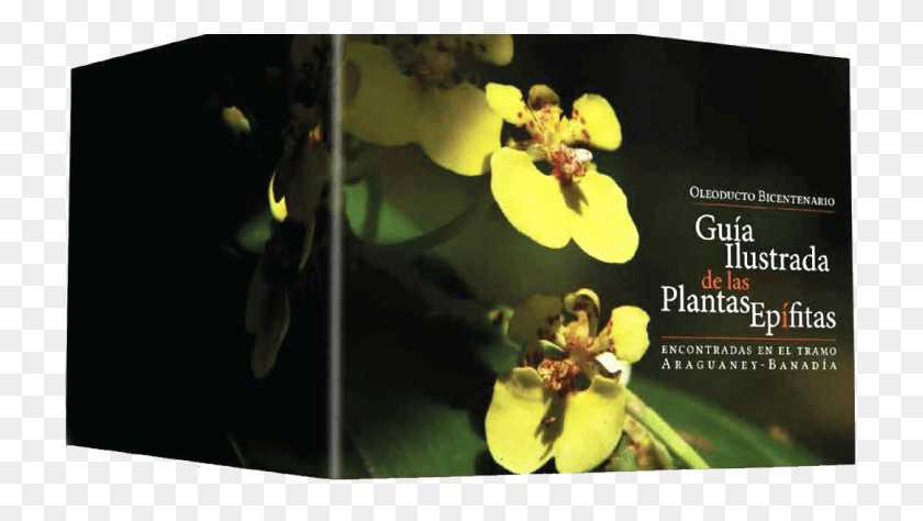 726x414 Guia Ilustrada De Las Plantas Epfitas Moth Orchid, Plant, Pollen, Flower HD PNG Download