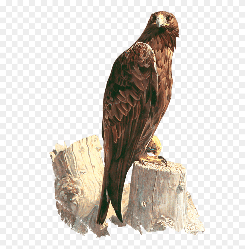 570x792 Guila Real Wildlife Art Gallery, Bird, Animal, Vulture HD PNG Download