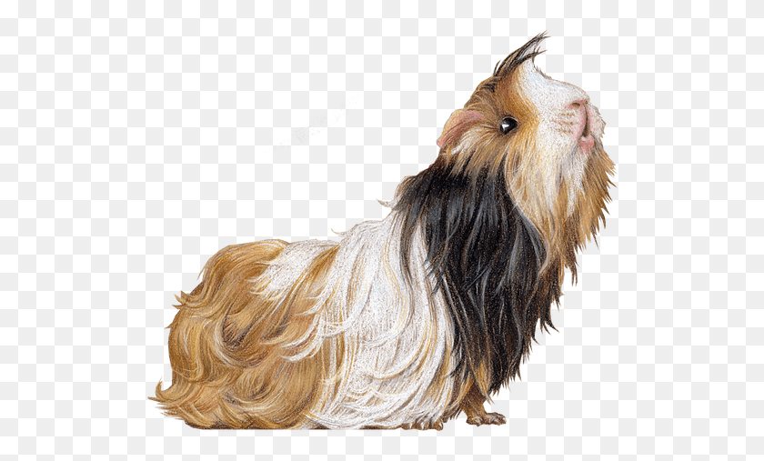 522x447 Guinea Pig Illustration By Rachel Mabin Tibetan Terrier, Mammal, Animal, Pet HD PNG Download