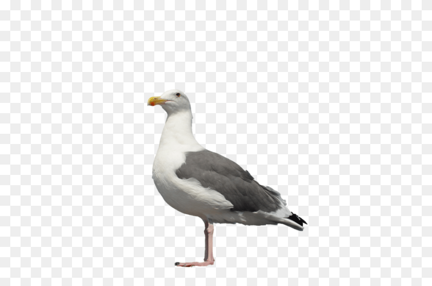 1098x727 Gull, Animal, Beak, Bird, Seagull Sticker PNG