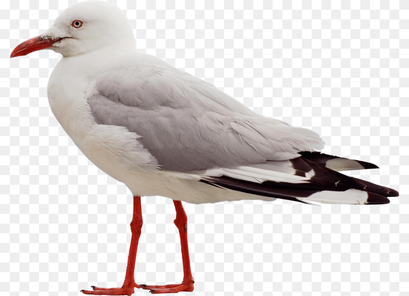 800x609 Gull, Animal, Beak, Bird, Seagull PNG