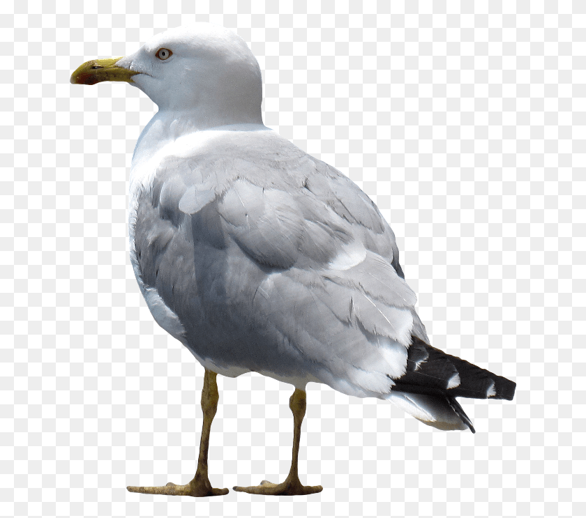 642x683 Gull European Herring Gull, Bird, Animal, Seagull HD PNG Download