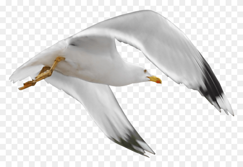 800x534 Gull Oiseaux De Mer, Seagull, Bird, Animal HD PNG Download