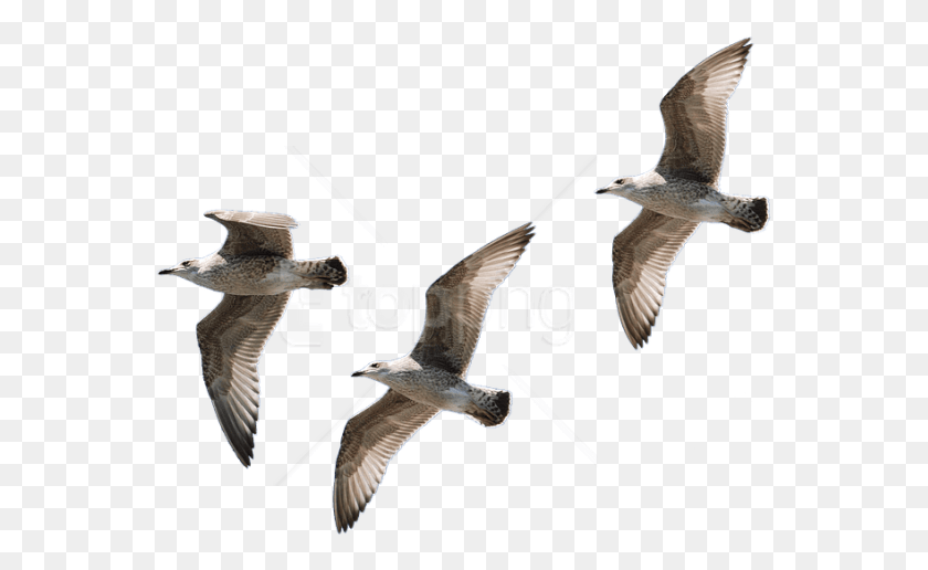 560x456 Gull Pic Images Background Bird Flying No Background, Animal, Seagull, Waterfowl HD PNG Download