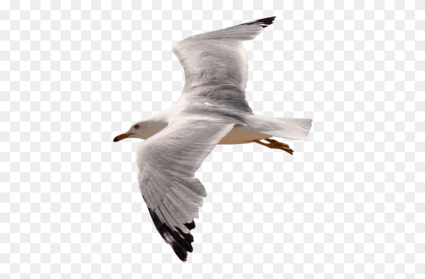 399x491 Gull Sea Birds Gif, Bird, Animal, Seagull HD PNG Download