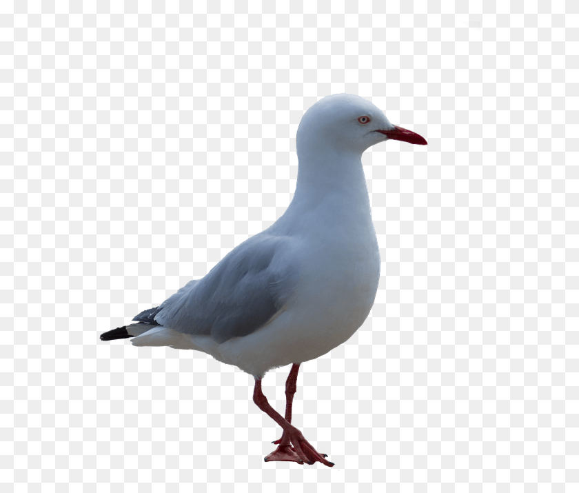557x655 Gull Seagull, Bird, Animal, Beak HD PNG Download