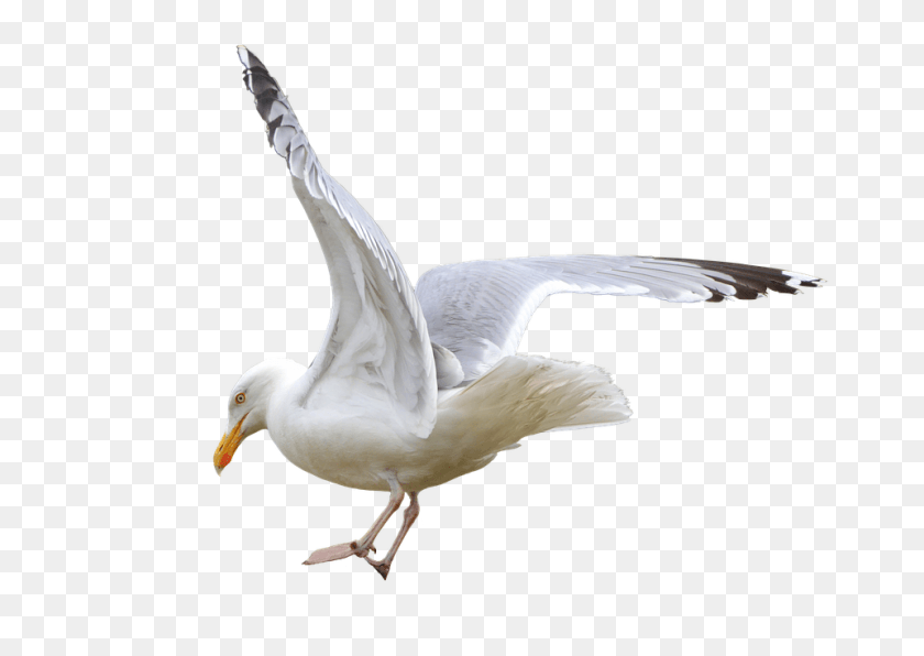 960x660 Gull Seevogel Isolated Sea Nature Flying European Herring Gull, Bird, Animal, Seagull HD PNG Download