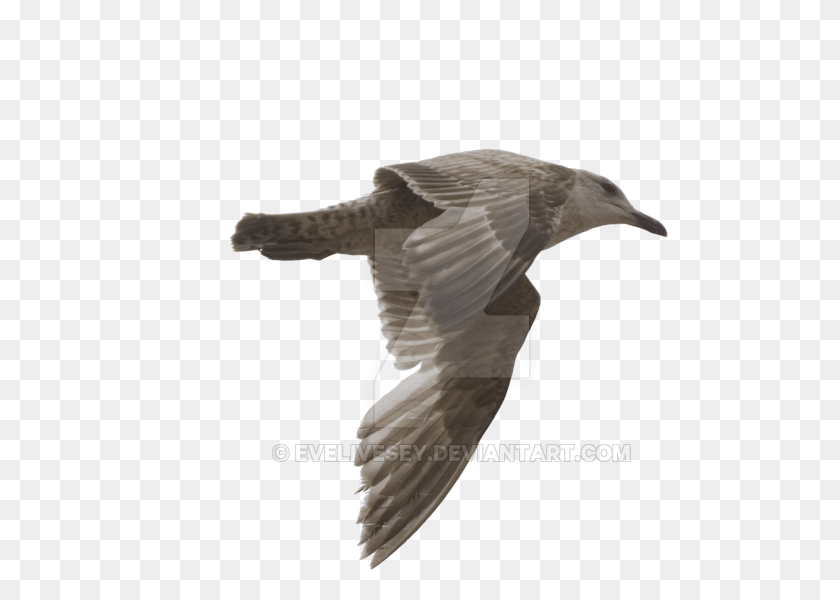 496x540 Gulls Transparent Vaux S Swift, Flying, Bird, Animal HD PNG Download
