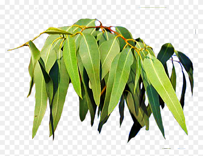 900x677 Листья Жевательной Резинки Листья Эвкалипта, Растение, Дерево, Фотография Hd Png Скачать