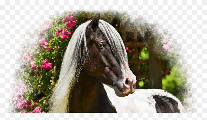 861x475 Gypsy Vanners, Horse, Mammal, Animal HD PNG Download