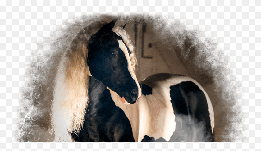 872x477 Gypsy Vanners Gypsy Vanner Transparent, Horse, Mammal, Animal HD PNG Download