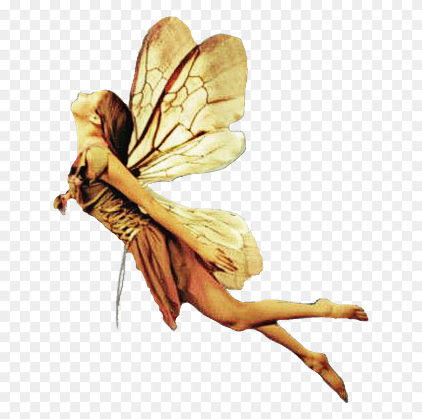 631x774 Hada Fairy Alas Fantasyart Wings Volar Flying Fairy, Person, Human, Insect HD PNG Download