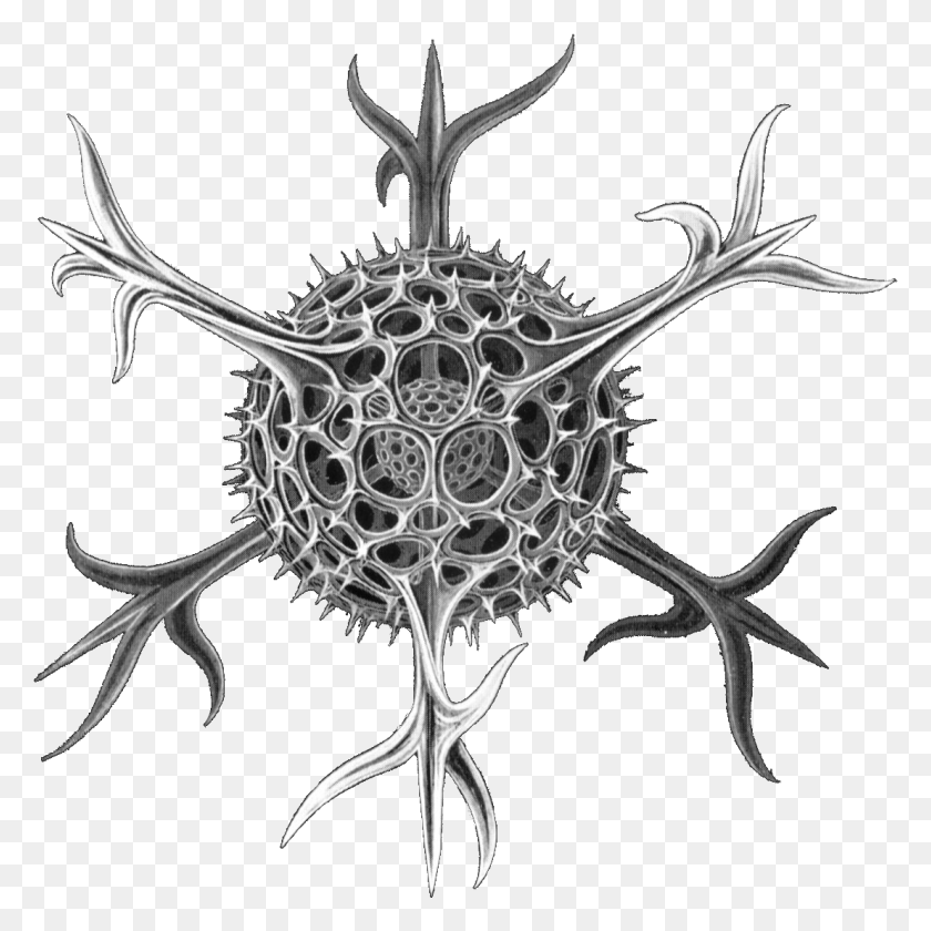 1107x1107 Haeckel Spumellaria Detail Spumellaria Radiolarian, Морская Жизнь, Животное, Антилопа Png Скачать