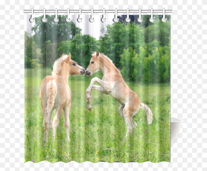 652x634 Haflinger Horses Cute Funny Pony Foals Playing Horse, Mammal, Animal, Foal HD PNG Download