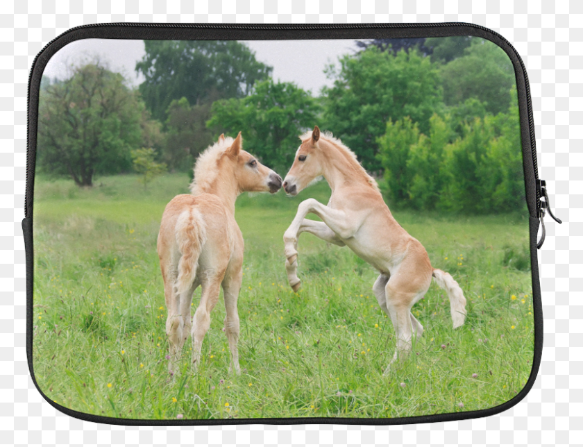 801x600 Haflinger Horses Cute Funny Pony Foals Playing Horse Foal Playing, Mammal, Animal, Antelope HD PNG Download