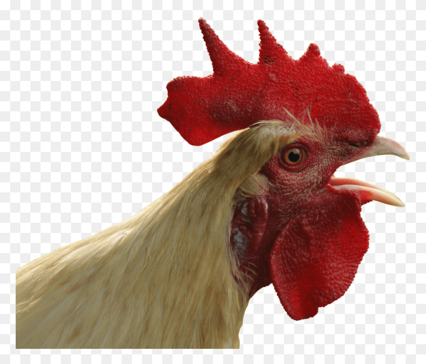 845x714 Hahn Feather Close Up Poultry Pride Bill Chicken Head, Fowl, Bird, Animal HD PNG Download