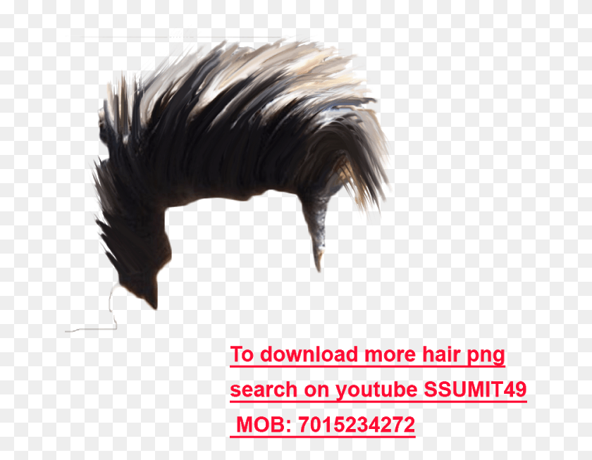 657x593 Hair Graphic Design, Bird, Animal, Mammal HD PNG Download