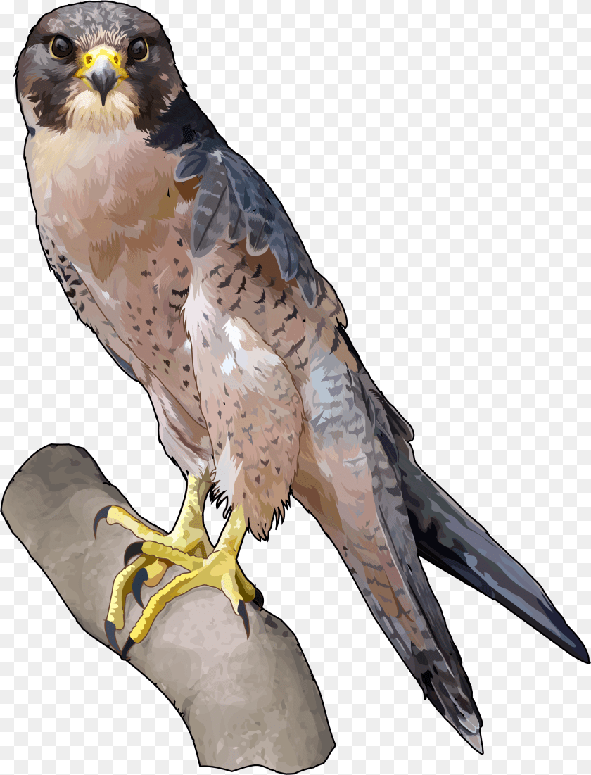 2359x3093 Halcon Tagarote Ecoisla Fuerteventura Falcon, Animal, Beak, Bird, Buzzard PNG