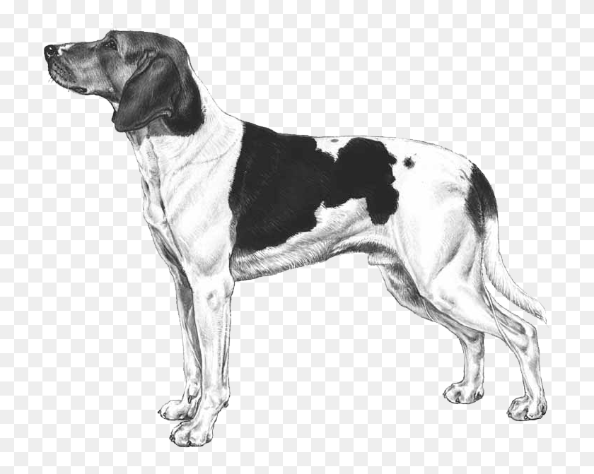 721x611 Halden Hound English Foxhound, Pet, Animal, Canine HD PNG Download
