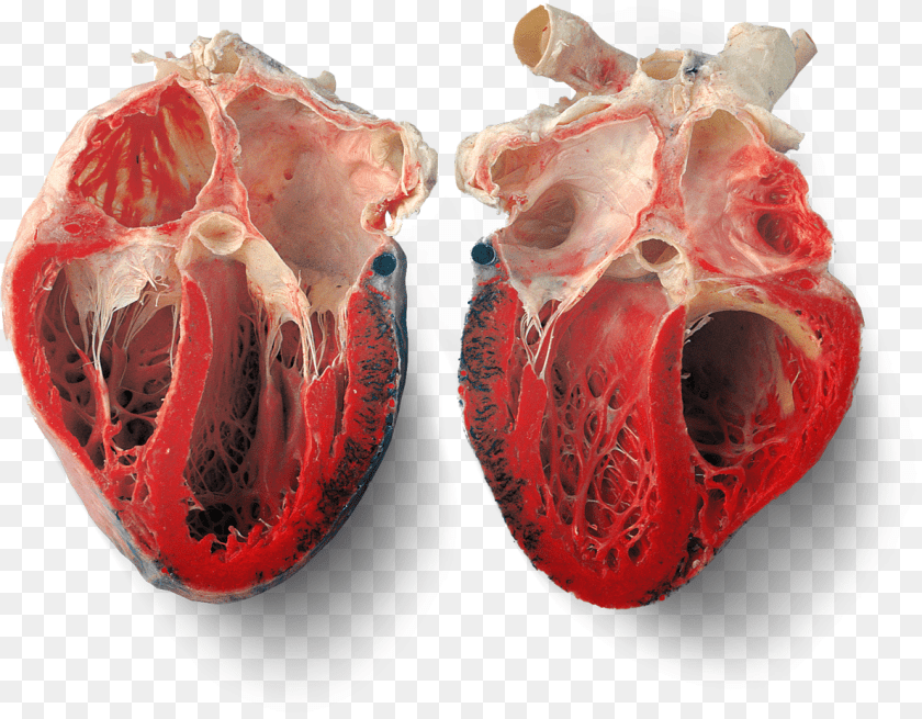 1189x927 Half Heart Transparent Inside Of A Real Heart, Animal, Fish, Sea Life, Accessories PNG