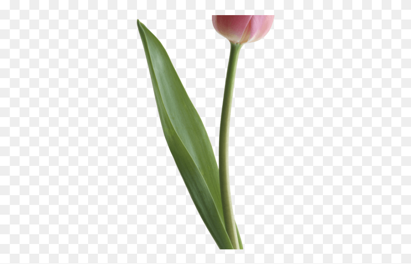 285x481 Half Life Clipart Tulip Sprenger39S Tulip, Planta, Flor, Flor Hd Png