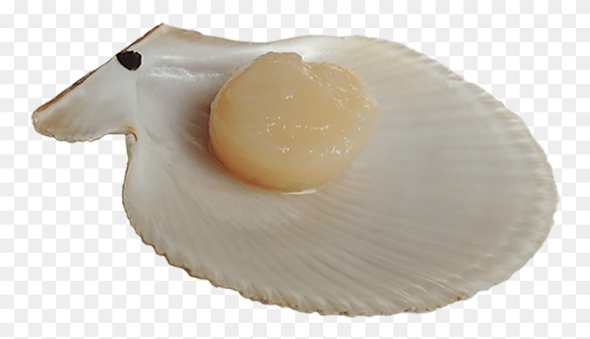 754x423 Half Shell Bay Scallops Scallop Transparent, Egg, Food, Clam HD PNG Download