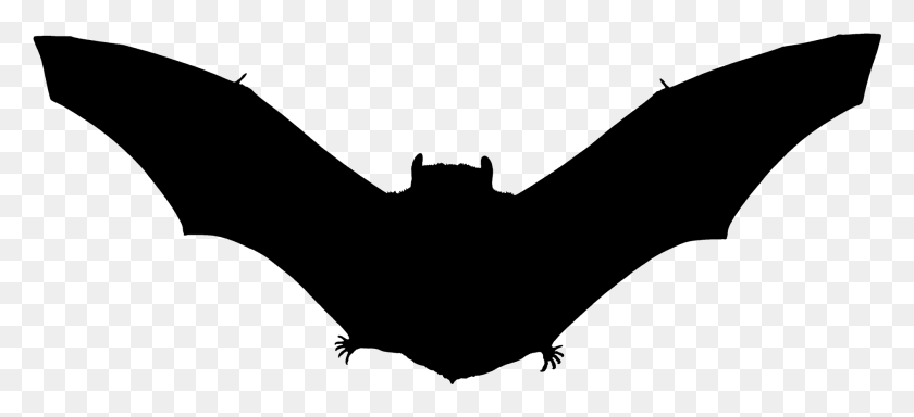 1891x786 Halloween Bat Silhouette, Gray, World Of Warcraft HD PNG Download